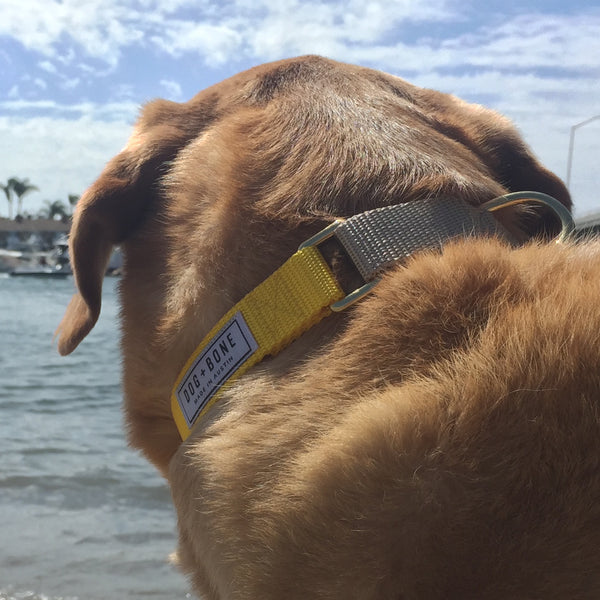 Dog + Bone Martingale Collars